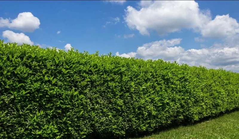 Set of 2 Schip Laurel Live Plants – 6-10in Tall – 3in Pot – Evergreen Shrub Set of 2 Schip Laurel Live Plants – 6-10in Tall – 3in Pot – Evergreen Shrub - Image 4