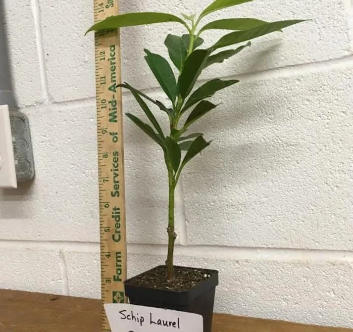 Set of 2 Schip Laurel Live Plants – 6-10in Tall – 3in Pot – Evergreen Shrub Set of 2 Schip Laurel Live Plants – 6-10in Tall – 3in Pot – Evergreen Shrub - Image 5