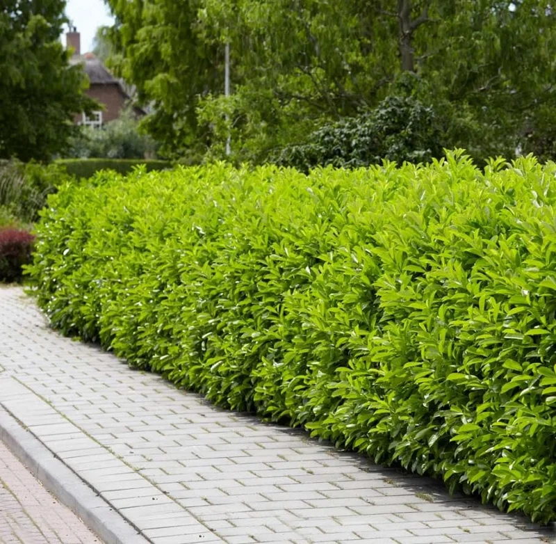 Set of 2 Schip Laurel Live Plants – 6-10in Tall – 3in Pot – Evergreen Shrub Set of 2 Schip Laurel Live Plants – 6-10in Tall – 3in Pot – Evergreen Shrub - Image 1