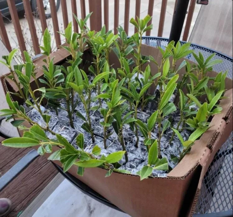 Set of 2 Schip Laurel Live Plants – 6-10in Tall – 3in Pot – Evergreen Shrub Set of 2 Schip Laurel Live Plants – 6-10in Tall – 3in Pot – Evergreen Shrub - Image 6