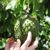 Set of 2 Soursop Starter Plants, Annona Muricata Live, 3-5 Inch Tall, Bare Root Fruit Tree - Image 1