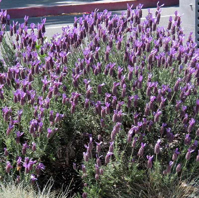 Set of 2 "Spanish Eyes" Lavender Live Plants, 4-6" Tall, Bare Root, Fragrant Perennial for Indoor/Outdoor Set of 2 "Spanish Eyes" Lavender Live Plants, 4-6" Tall, Bare Root, Fragrant Perennial for Indoor/Outdoor - Image 2