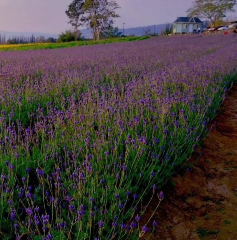 Set of 2 "Spanish Eyes" Lavender Live Plants, 4-6" Tall, Bare Root, Fragrant Perennial for Indoor/Outdoor Set of 2 "Spanish Eyes" Lavender Live Plants, 4-6" Tall, Bare Root, Fragrant Perennial for Indoor/Outdoor - Image 1