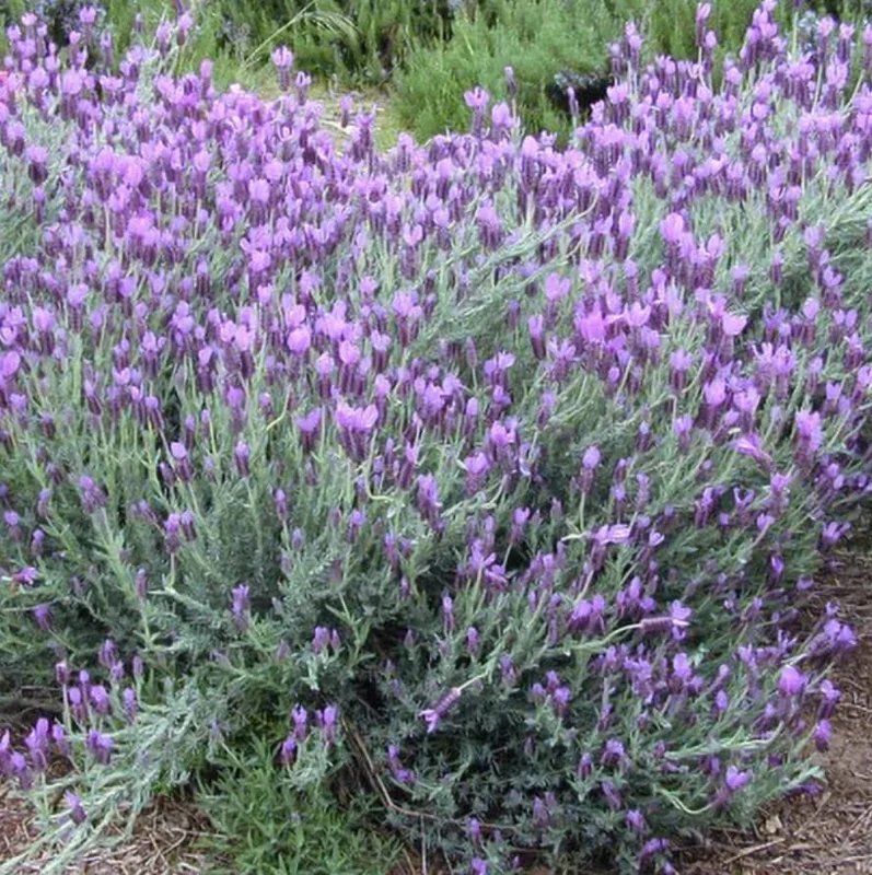 Set of 2 "Spanish Eyes" Lavender Live Plants, 4-6" Tall, Bare Root, Fragrant Perennial for Indoor/Outdoor Set of 2 "Spanish Eyes" Lavender Live Plants, 4-6" Tall, Bare Root, Fragrant Perennial for Indoor/Outdoor - Image 3