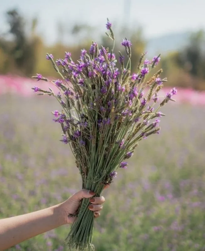 Set of 2 "Spanish Eyes" Lavender Live Plants, 4-6" Tall, Bare Root, Fragrant Perennial for Indoor/Outdoor Set of 2 "Spanish Eyes" Lavender Live Plants, 4-6" Tall, Bare Root, Fragrant Perennial for Indoor/Outdoor - Image 4
