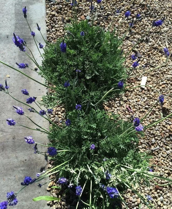 Set of 2 "Spanish Eyes" Lavender Live Plants, 4-6" Tall, Bare Root, Fragrant Perennial for Indoor/Outdoor Set of 2 "Spanish Eyes" Lavender Live Plants, 4-6" Tall, Bare Root, Fragrant Perennial for Indoor/Outdoor - Image 6