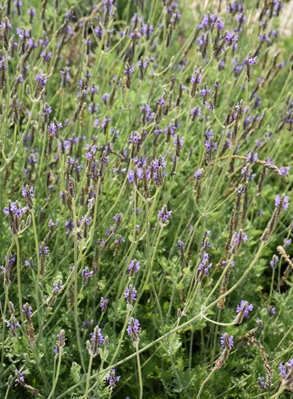 Set of 2 "Spanish Eyes" Lavender Live Plants, 4-6" Tall, Bare Root, Fragrant Perennial for Indoor/Outdoor Set of 2 "Spanish Eyes" Lavender Live Plants, 4-6" Tall, Bare Root, Fragrant Perennial for Indoor/Outdoor - Image 7