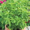 Set of 2 Stevia Live Plants - Sweet Leaf Herb, 2-5" Tall, for Containers - Image 1