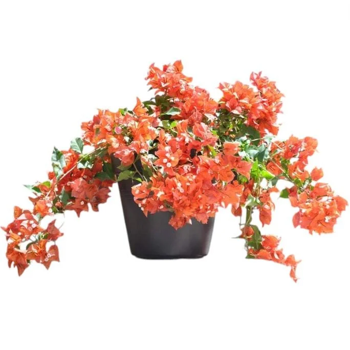 Set of 2 Sundown Orange Bougainvillea Live Plants, 4-6 Inch Tall, Rare Orange Blooms, Outdoor Set of 2 Sundown Orange Bougainvillea Live Plants, 4-6 Inch Tall, Rare Orange Blooms, Outdoor - Image 3