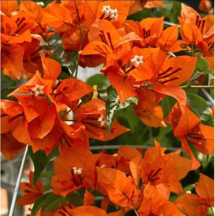 Set of 2 Sundown Orange Bougainvillea Live Plants, 4-6 Inch Tall, Rare Orange Blooms, Outdoor Set of 2 Sundown Orange Bougainvillea Live Plants, 4-6 Inch Tall, Rare Orange Blooms, Outdoor - Image 4