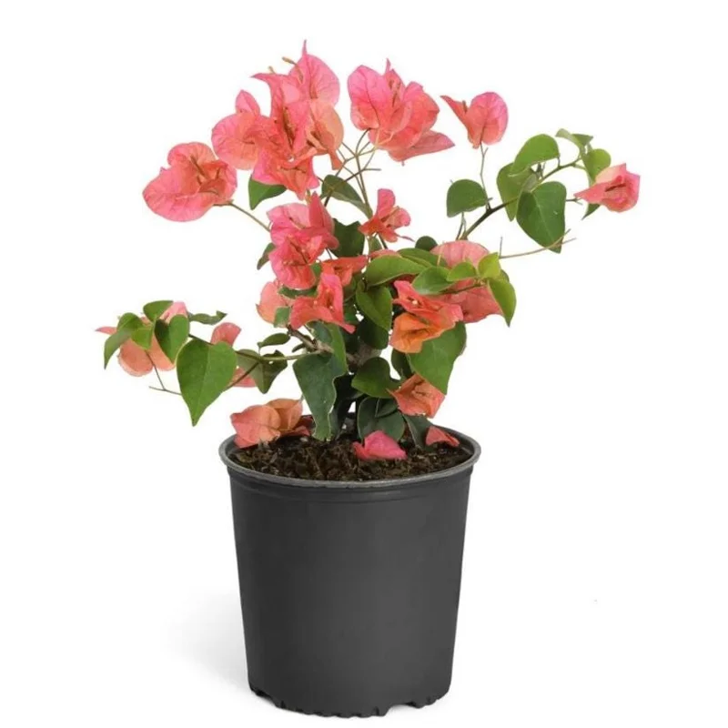 Set of 2 Sundown Orange Bougainvillea Live Plants, 4-6 Inch Tall, Rare Orange Blooms, Outdoor Set of 2 Sundown Orange Bougainvillea Live Plants, 4-6 Inch Tall, Rare Orange Blooms, Outdoor - Image 5