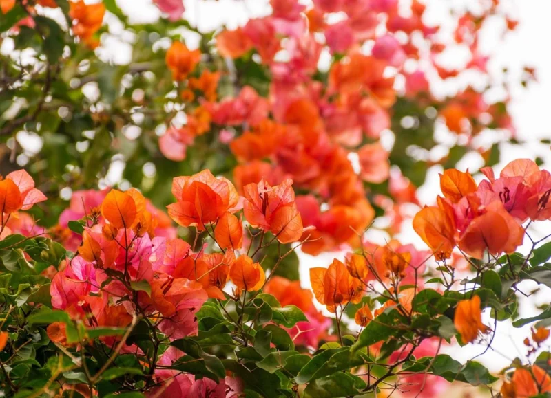 Set of 2 Sundown Orange Bougainvillea Live Plants, 4-6 Inch Tall, Rare Orange Blooms, Outdoor Set of 2 Sundown Orange Bougainvillea Live Plants, 4-6 Inch Tall, Rare Orange Blooms, Outdoor - Image 6