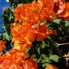 Set of 2 Sundown Orange Bougainvillea Live Plants, 4-6 Inch Tall, Rare Orange Blooms, Outdoor - Image 1