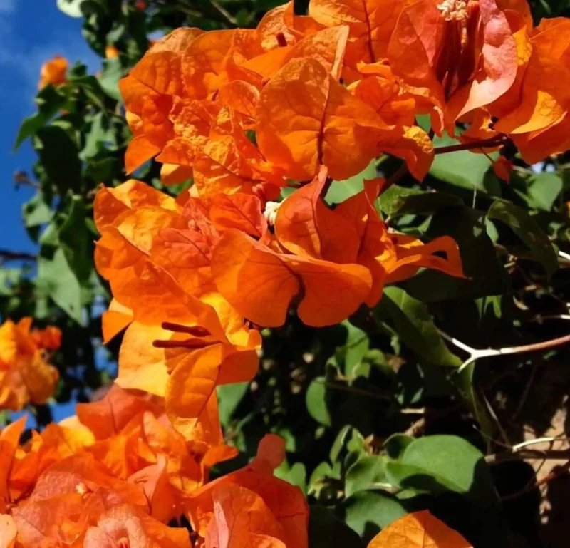 Set of 2 Sundown Orange Bougainvillea Live Plants, 4-6 Inch Tall, Rare Orange Blooms, Outdoor Set of 2 Sundown Orange Bougainvillea Live Plants, 4-6 Inch Tall, Rare Orange Blooms, Outdoor - Image 1