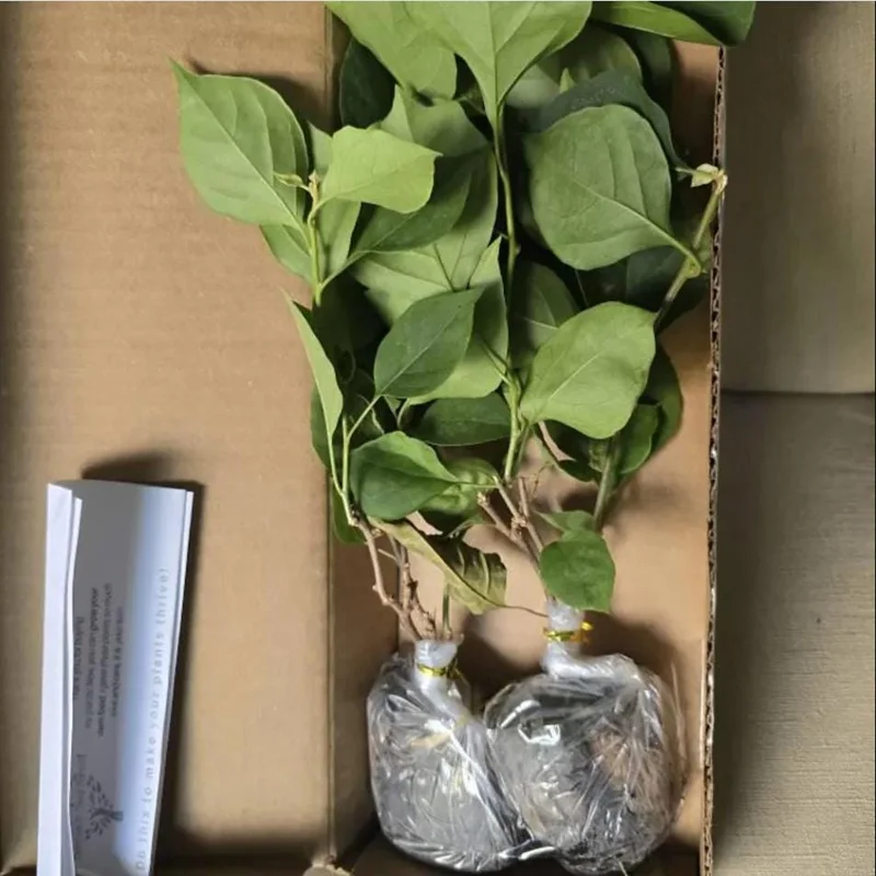 Set of 2 Sundown Orange Bougainvillea Live Plants, 4-6 Inch Tall, Rare Orange Blooms, Outdoor Set of 2 Sundown Orange Bougainvillea Live Plants, 4-6 Inch Tall, Rare Orange Blooms, Outdoor - Image 8