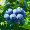 Set of 2 Sunshine Blueberry Live Plants - 4-6" Tall - Vaccinium spp. - Outdoor Fruit Plant - Image 1