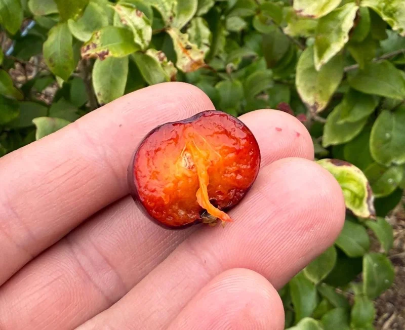 Set of 2 Surinam Cherry Live Plants - Eugenia uniflora - 3-5" Tall - Tropical Fruit Tree Set of 2 Surinam Cherry Live Plants - Eugenia uniflora - 3-5" Tall - Tropical Fruit Tree - Image 10