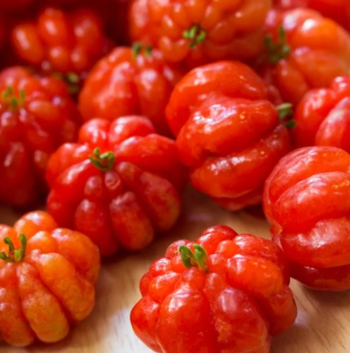 Set of 2 Surinam Cherry Live Plants - Eugenia uniflora - 3-5" Tall - Tropical Fruit Tree - Image 2