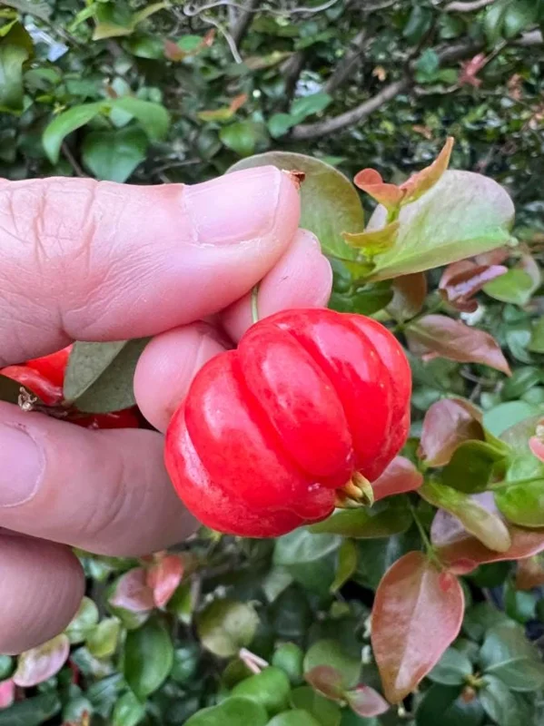 Set of 2 Surinam Cherry Live Plants - Eugenia uniflora - 3-5" Tall - Tropical Fruit Tree Set of 2 Surinam Cherry Live Plants - Eugenia uniflora - 3-5" Tall - Tropical Fruit Tree - Image 4