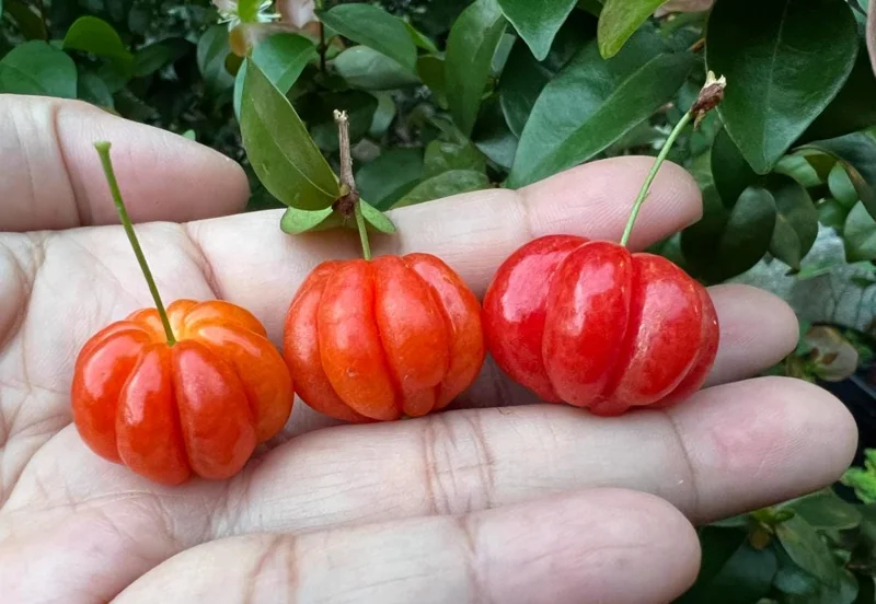 Set of 2 Surinam Cherry Live Plants - Eugenia uniflora - 3-5" Tall - Tropical Fruit Tree Set of 2 Surinam Cherry Live Plants - Eugenia uniflora - 3-5" Tall - Tropical Fruit Tree - Image 5