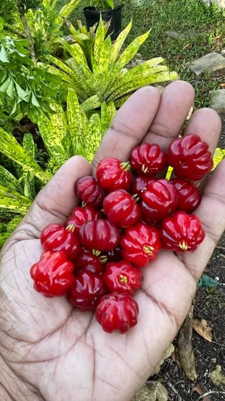 Set of 2 Surinam Cherry Live Plants - Eugenia uniflora - 3-5" Tall - Tropical Fruit Tree Set of 2 Surinam Cherry Live Plants - Eugenia uniflora - 3-5" Tall - Tropical Fruit Tree - Image 6