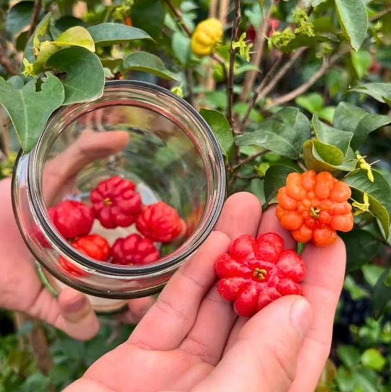 Set of 2 Surinam Cherry Live Plants - Eugenia uniflora - 3-5" Tall - Tropical Fruit Tree Set of 2 Surinam Cherry Live Plants - Eugenia uniflora - 3-5" Tall - Tropical Fruit Tree - Image 7