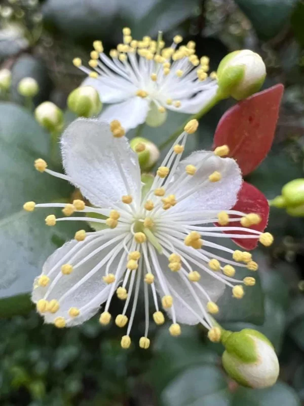 Set of 2 Surinam Cherry Live Plants - Eugenia uniflora - 3-5" Tall - Tropical Fruit Tree Set of 2 Surinam Cherry Live Plants - Eugenia uniflora - 3-5" Tall - Tropical Fruit Tree - Image 9