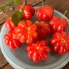 Set of 2 Surinam Cherry Live Plants - Eugenia uniflora - 3-5" Tall - Tropical Fruit Tree - Image 1