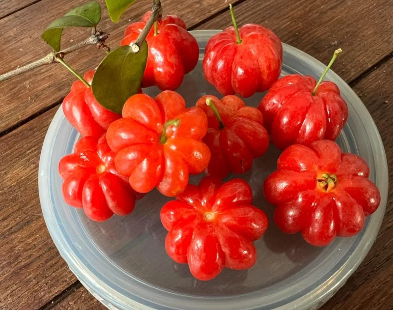 Home Set of 2 Surinam Cherry Live Plants - Eugenia uniflora - 3-5" Tall - Tropical Fruit Tree - Image 1