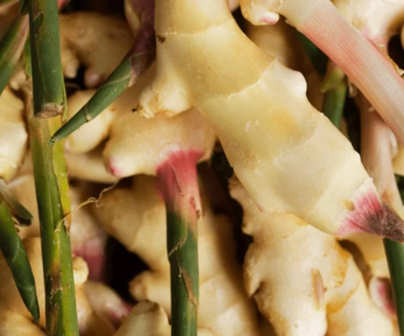 Set of 2 Thai Ginger Live Plants (Alpinia galanga) – 4-8" Tall – Edible Culinary Set of 2 Thai Ginger Live Plants (Alpinia galanga) – 4-8" Tall – Edible Culinary - Image 2