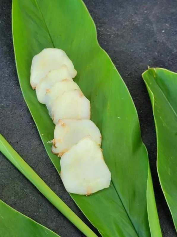 Set of 2 Thai Ginger Live Plants (Alpinia galanga) – 4-8" Tall – Edible Culinary Set of 2 Thai Ginger Live Plants (Alpinia galanga) – 4-8" Tall – Edible Culinary - Image 3