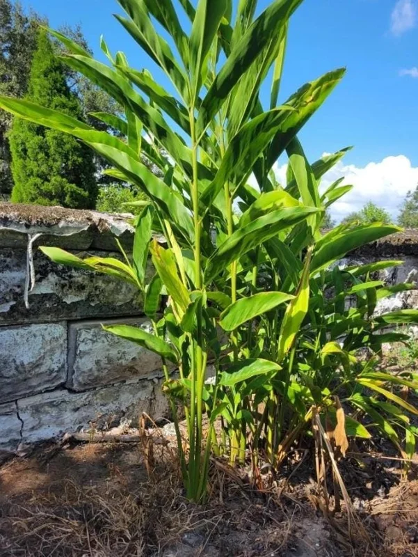 Set of 2 Thai Ginger Live Plants (Alpinia galanga) – 4-8" Tall – Edible Culinary Set of 2 Thai Ginger Live Plants (Alpinia galanga) – 4-8" Tall – Edible Culinary - Image 5
