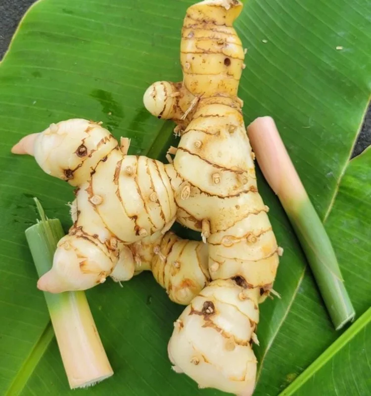 Set of 2 Thai Ginger Live Plants (Alpinia galanga) – 4-8" Tall – Edible Culinary Set of 2 Thai Ginger Live Plants (Alpinia galanga) – 4-8" Tall – Edible Culinary - Image 1