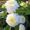 Set of 2 Trailing White Lantana Live Plants (Lantana montevidensis) – 4-6” Tall – Flowering Groundcover - Image 1