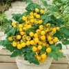 Set of 2 Yellow Cherry Tomato Live Plants 4-6 Inch Tall in 4 In Pots Outdoor - Image 1