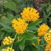 Set of 2 Yellow Milkweed Live Plants - 3-6" Tall Asclepias perennis for Monarch Butterflies - Image 1