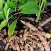 Set of 2 Yellow Turmeric Live Plants (Curcuma longa) – 4-6" Tall – Edible Spice Root - Image 1