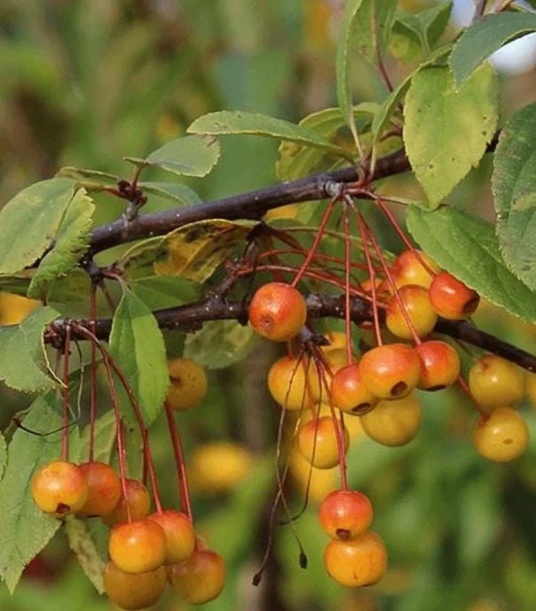 Set of 2 Zumi Crabapple Trees Live Plant, 6-12" Tall, Yellow Red Fruit, Outdoor - Image 2