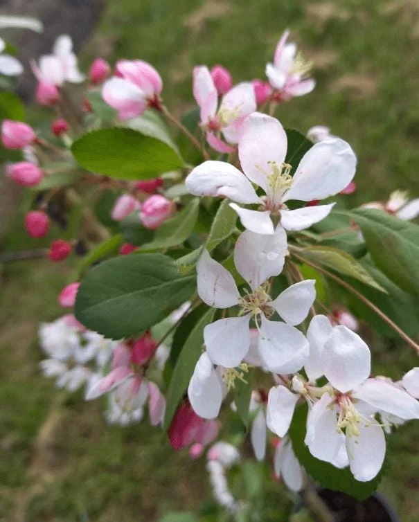 Set of 2 Zumi Crabapple Trees Live Plant, 6-12" Tall, Yellow Red Fruit, Outdoor Set of 2 Zumi Crabapple Trees Live Plant, 6-12" Tall, Yellow Red Fruit, Outdoor - Image 3