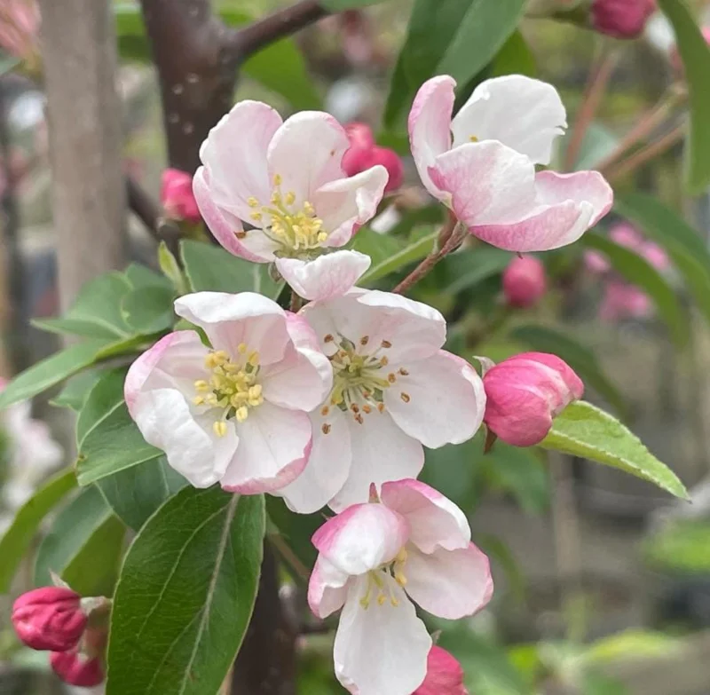 Set of 2 Zumi Crabapple Trees Live Plant, 6-12" Tall, Yellow Red Fruit, Outdoor Set of 2 Zumi Crabapple Trees Live Plant, 6-12" Tall, Yellow Red Fruit, Outdoor - Image 4