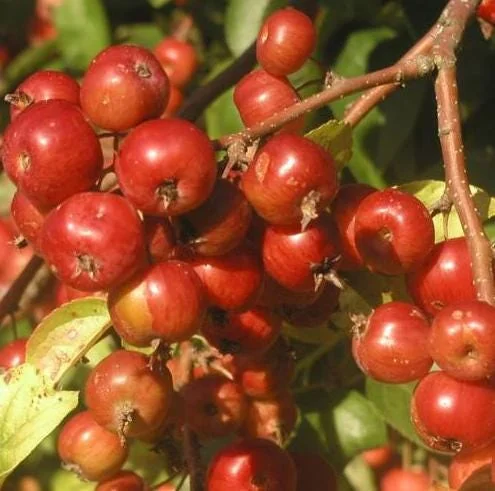 Set of 2 Zumi Crabapple Trees Live Plant, 6-12" Tall, Yellow Red Fruit, Outdoor Set of 2 Zumi Crabapple Trees Live Plant, 6-12" Tall, Yellow Red Fruit, Outdoor - Image 6