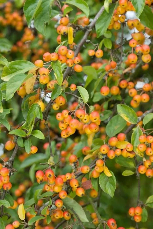 Set of 2 Zumi Crabapple Trees Live Plant, 6-12" Tall, Yellow Red Fruit, Outdoor Set of 2 Zumi Crabapple Trees Live Plant, 6-12" Tall, Yellow Red Fruit, Outdoor - Image 7