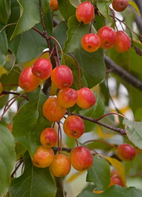 Set of 2 Zumi Crabapple Trees Live Plant, 6-12" Tall, Yellow Red Fruit, Outdoor Set of 2 Zumi Crabapple Trees Live Plant, 6-12" Tall, Yellow Red Fruit, Outdoor - Image 8