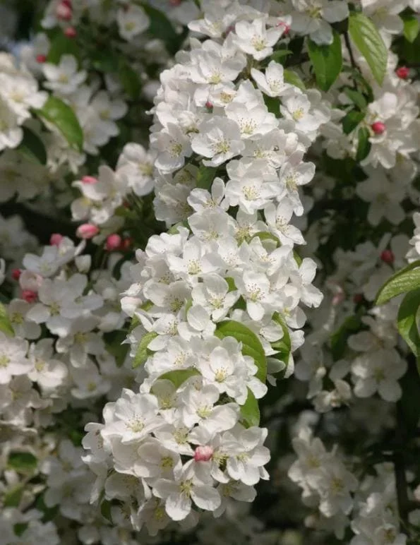 Set of 2 Zumi Crabapple Trees Live Plant, 6-12" Tall, Yellow Red Fruit, Outdoor Set of 2 Zumi Crabapple Trees Live Plant, 6-12" Tall, Yellow Red Fruit, Outdoor - Image 9