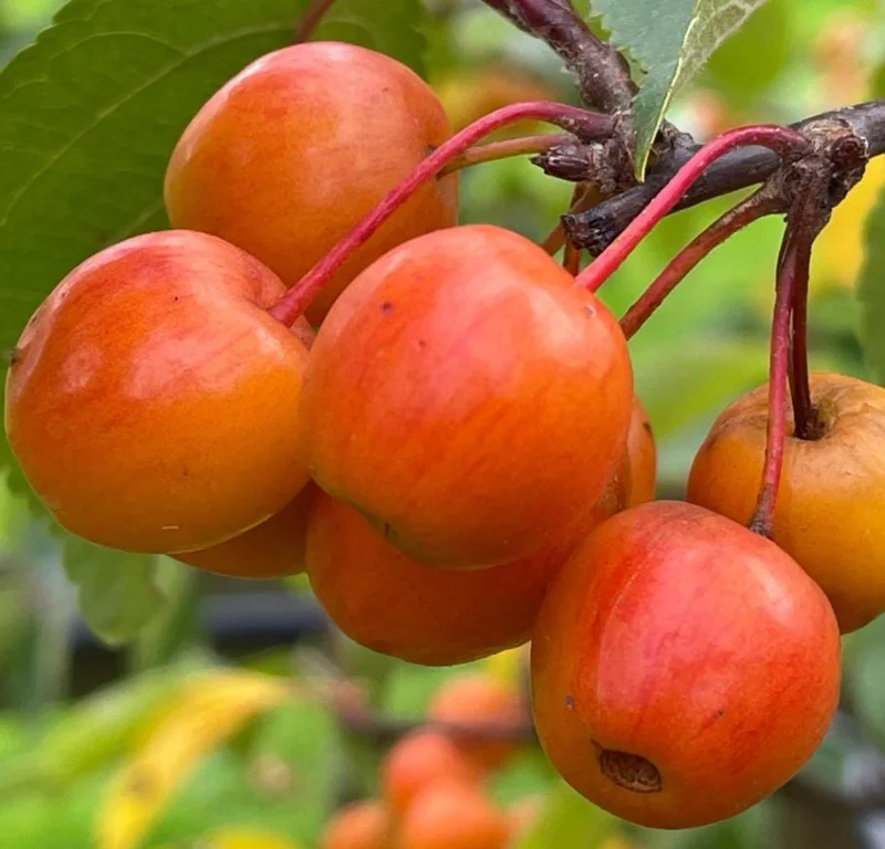 Set of 2 Zumi Crabapple Trees Live Plant, 6-12" Tall, Yellow Red Fruit, Outdoor - Image 1