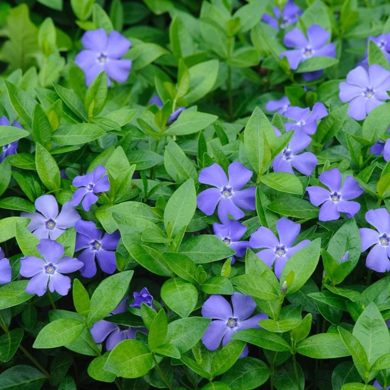 Set of 25 Vinca Minor Live Plants - Perennial Evergreen Ground Cover, 3-5 in Tall Set of 25 Vinca Minor Live Plants - Perennial Evergreen Ground Cover, 3-5 in Tall - Image 2
