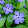 Set of 25 Vinca Minor Live Plants - Perennial Evergreen Ground Cover, 3-5 in Tall Set of 25 Vinca Minor Live Plants - Perennial Evergreen Ground Cover, 3-5 in Tall - Image 1