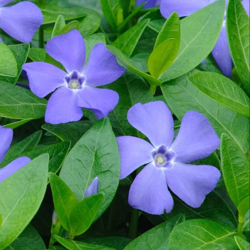 Set of 25 Vinca Minor Live Plants - Perennial Evergreen Ground Cover, 3-5 in Tall Set of 25 Vinca Minor Live Plants - Perennial Evergreen Ground Cover, 3-5 in Tall - Image 1