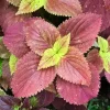 Set of 3 Alabama Sunset Coleus Live Plants – 5-9" Tall – Rooted, Colorful Foliage - Image 1