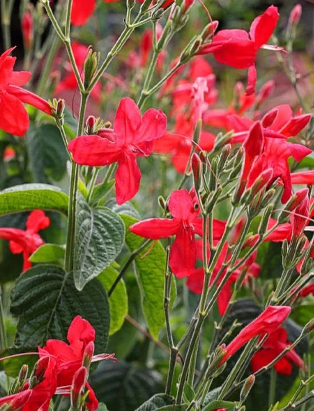 Set of 3 Brazilian Red Ruellia Live Plants – 3-6" Tall Starter – Ornamental Perennial - Image 2